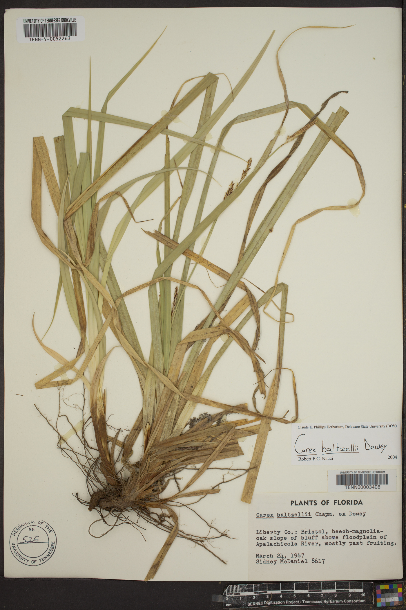 Carex baltzellii image