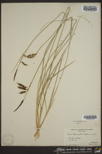 Carex baltzellii image