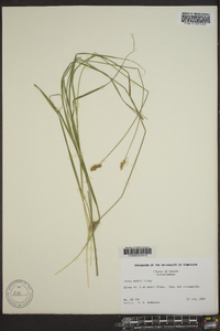 Carex bebbii image