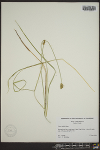 Carex bebbii image