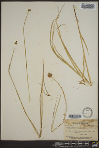 Carex bebbii image