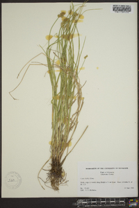 Carex bebbii image