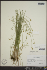 Carex bebbii image