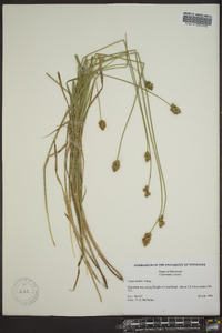 Carex bebbii image