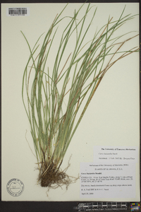 Carex basiantha image