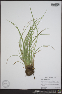 Carex basiantha image