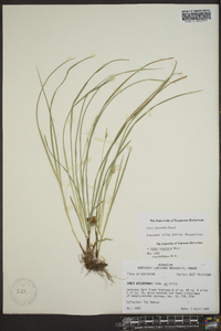 Carex basiantha image