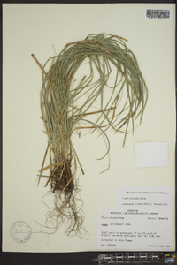 Carex basiantha image