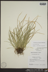 Carex basiantha image