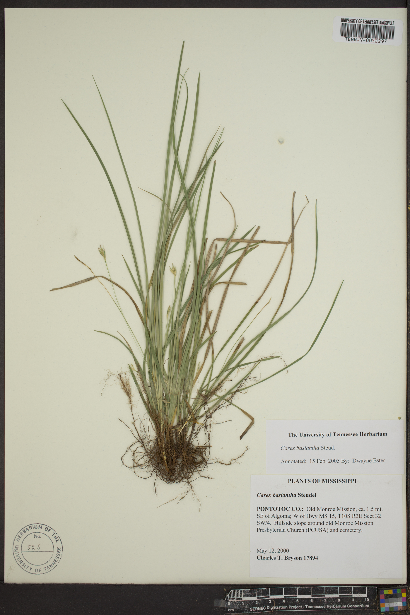 Carex basiantha image