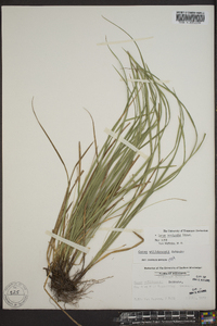 Carex basiantha image