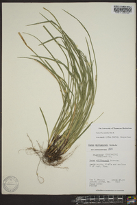 Carex basiantha image