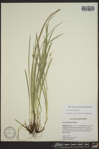 Carex basiantha image