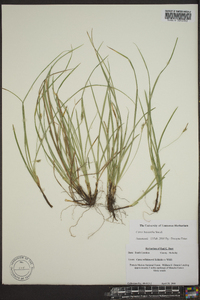 Carex basiantha image