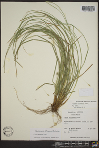 Carex basiantha image