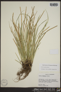 Carex basiantha image