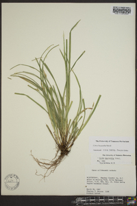 Carex basiantha image