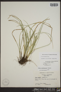 Carex basiantha image