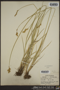 Carex bicknellii image