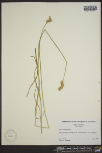 Carex bicknellii image