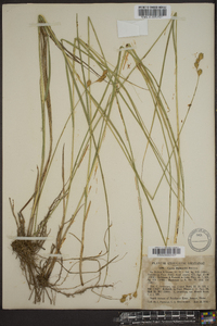 Carex bicknellii image