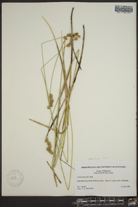 Carex bicknellii image