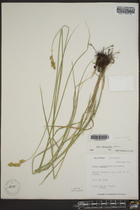 Carex bicknellii image