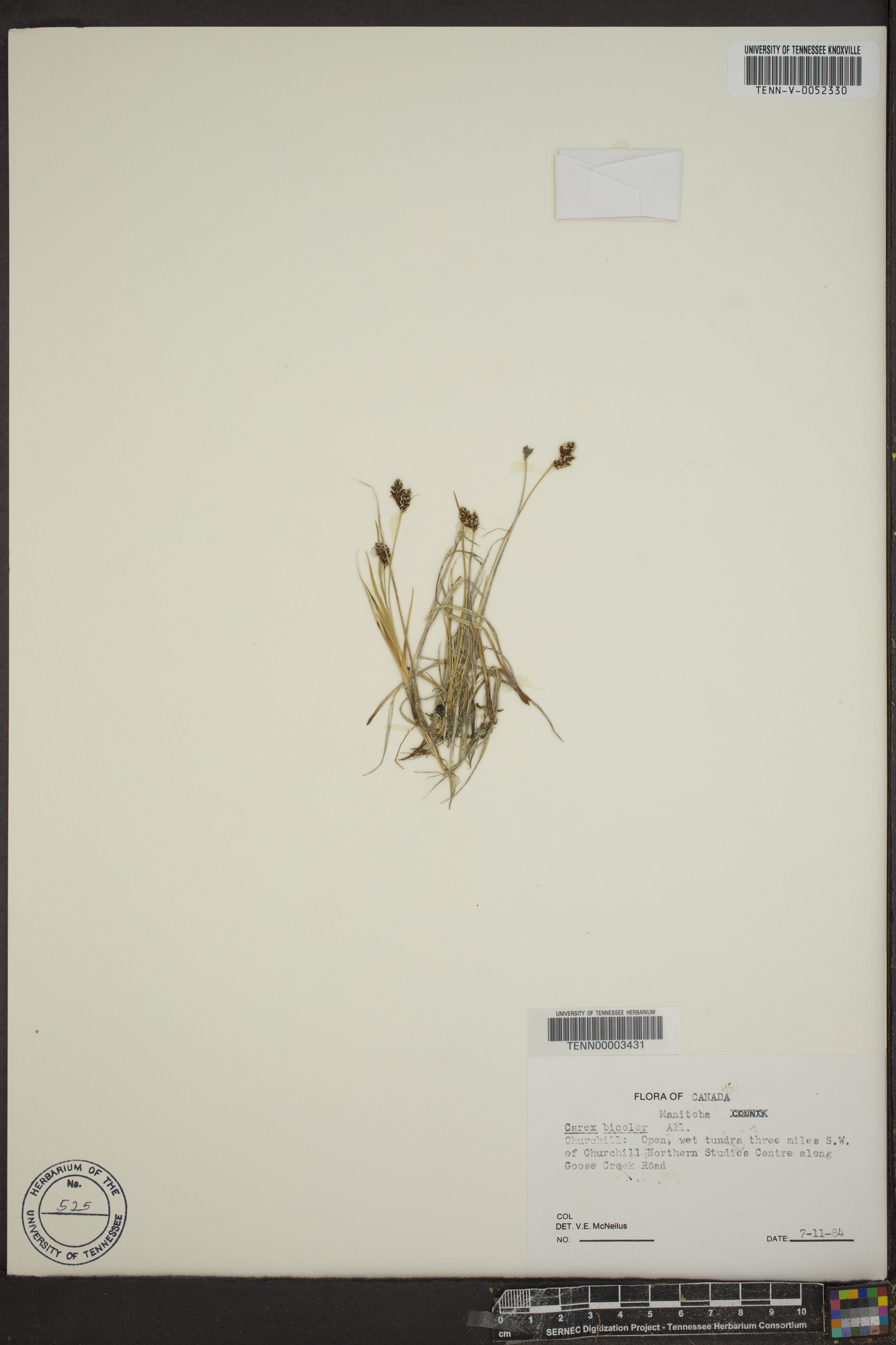 Carex bicolor image
