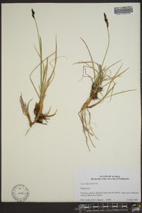 Carex bigelowii image