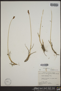 Carex lachenalii image