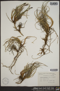 Carex bigelowii image