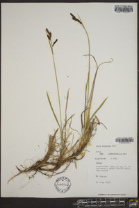 Carex bigelowii image