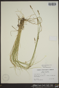 Carex bonanzensis image