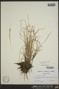 Carex bonanzensis image