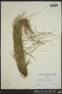 Carex bonanzensis image