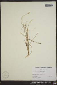 Carex bonanzensis image