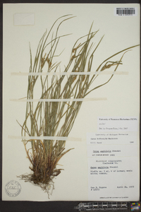 Carex bulbostylis image