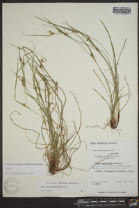 Carex bulbostylis image