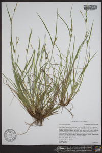 Carex bulbostylis image