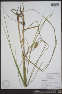 Carex bullata image