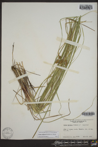 Carex bullata image