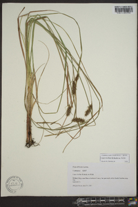 Carex bullata image