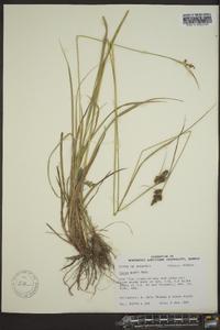 Carex bushii image