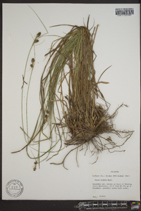 Carex bushii image