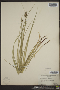 Carex bushii image