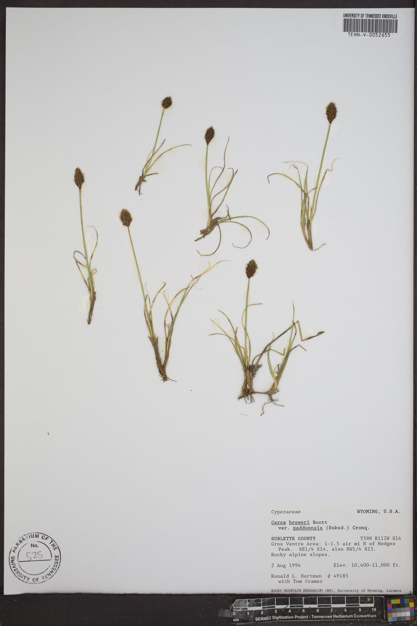 Carex breweri image