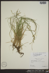 Carex bromoides image