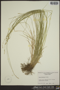 Carex bromoides image