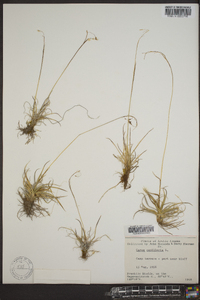 Carex capillaris image