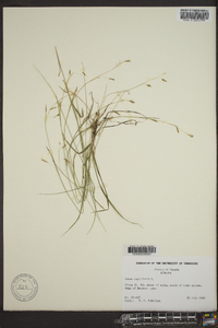 Carex capillaris image